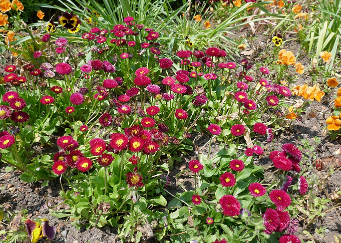 photo red daisy 1