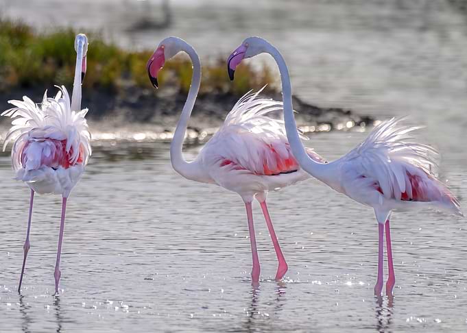 Flamingoes