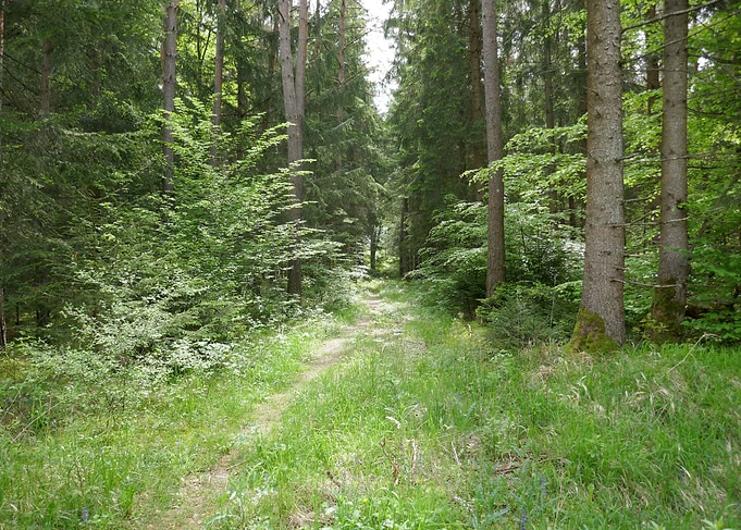 photo in the forrest 1