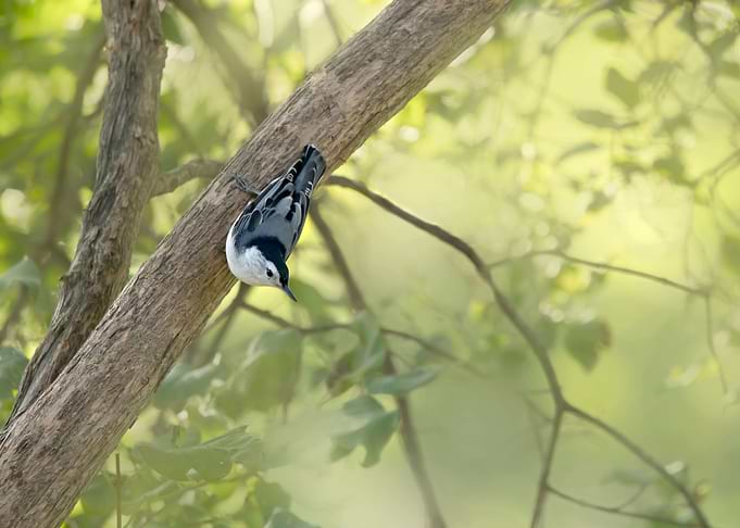 Nuthach bird in tree