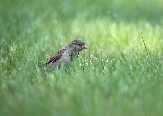 Sparrow in the grass