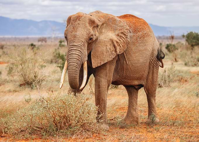 Elephant
