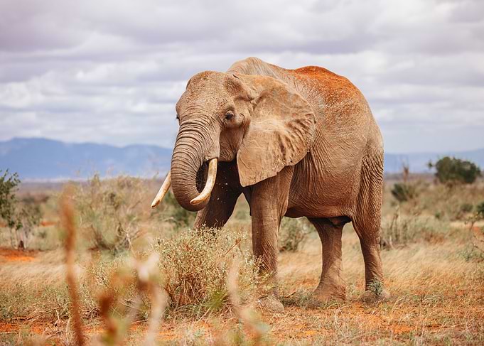 Elephant