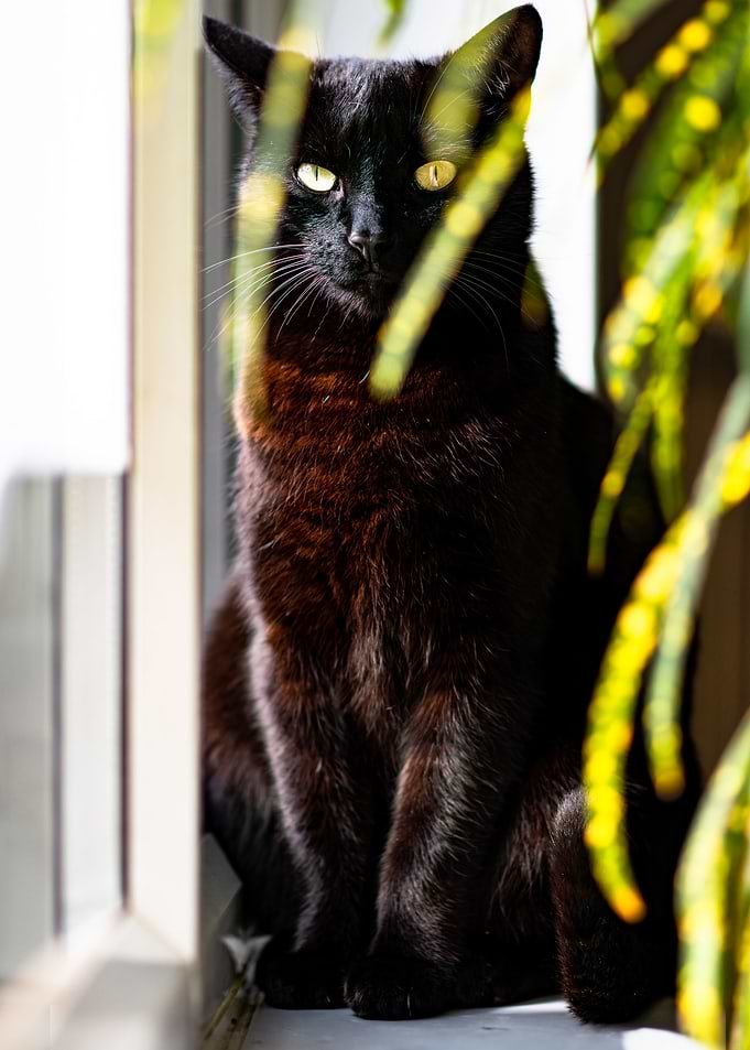 I see you