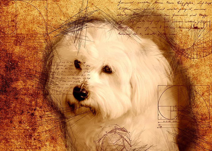 Dog 06