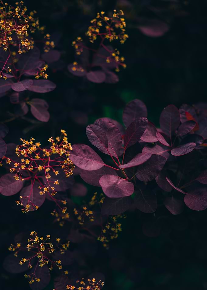 Leaves On The Tree