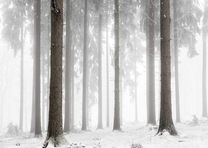 Winter Forest