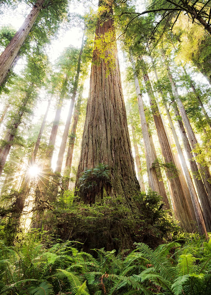 Beautiful Forest