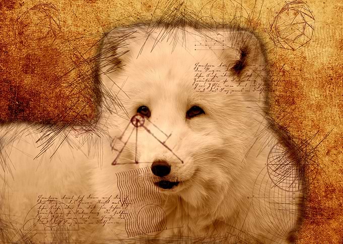 Dog 01