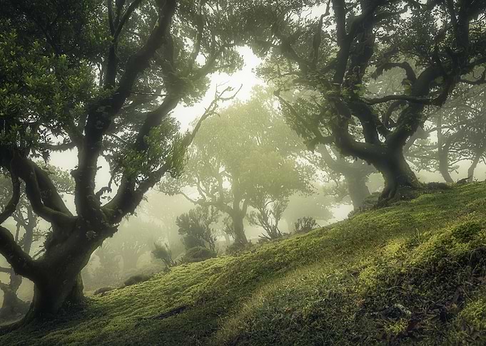Enchanted Forest