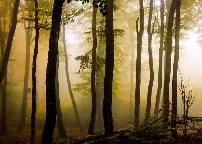 Morning light
