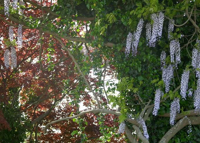 photo lilac 2