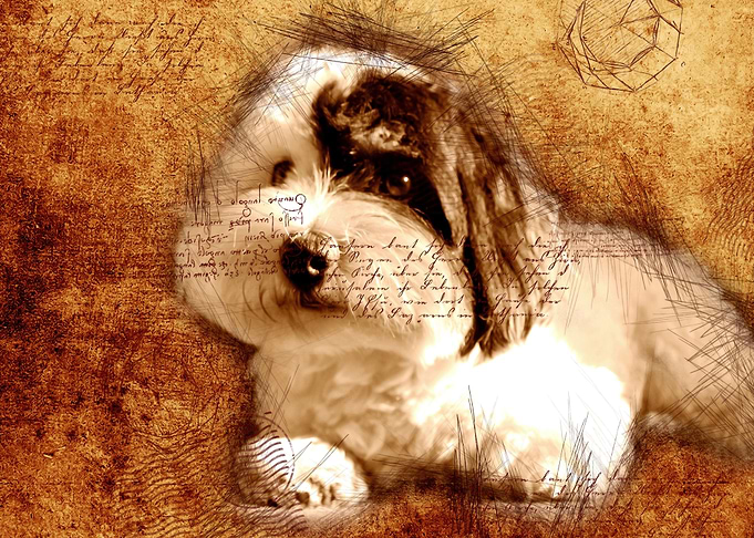 Dog 07