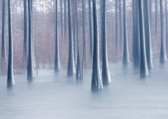 Woods in winter