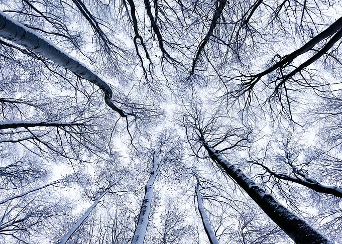 Looking Up
