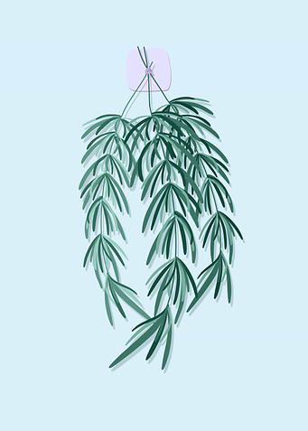 Rosemary