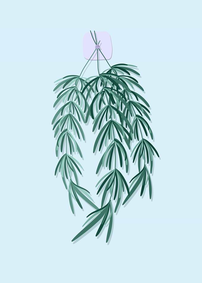 Rosemary