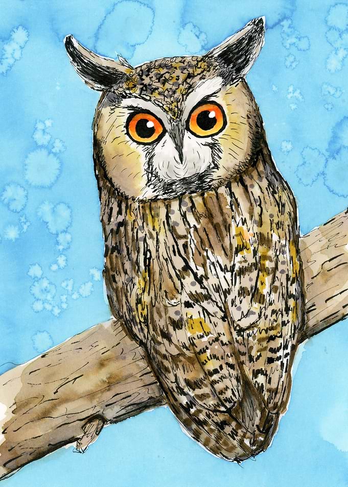 Long eared owl
