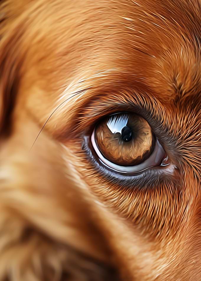 Dog Close Up