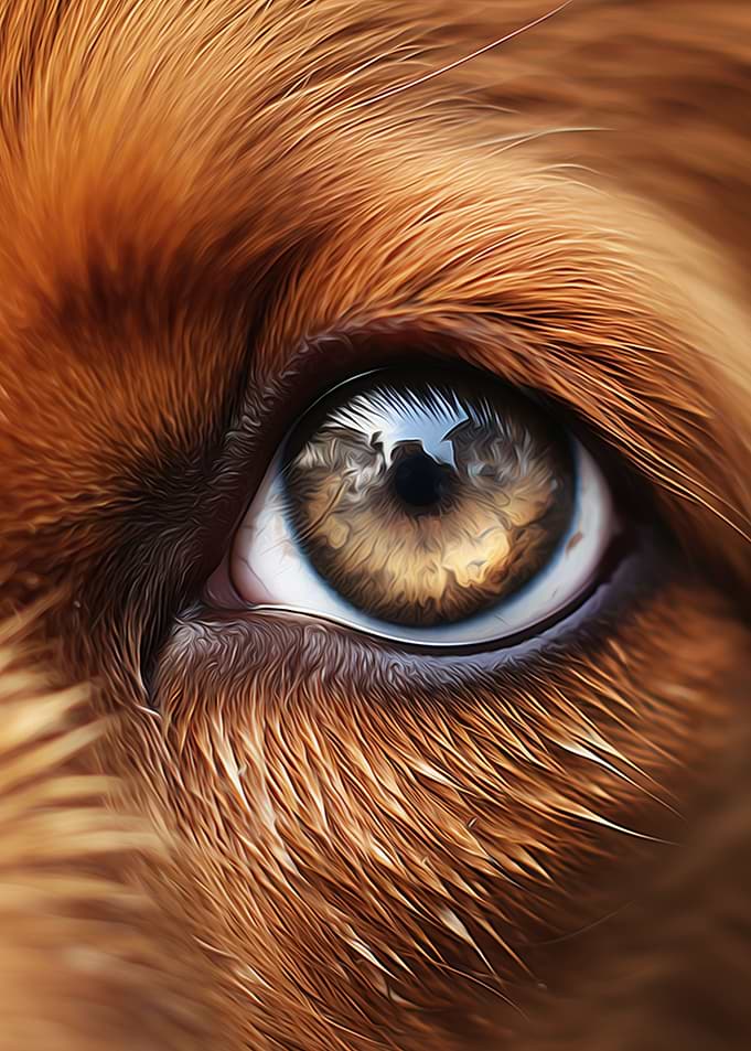Dog Close Up
