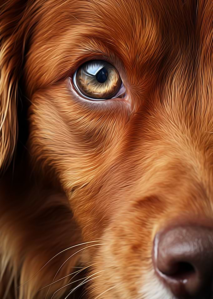 Dog Close Up