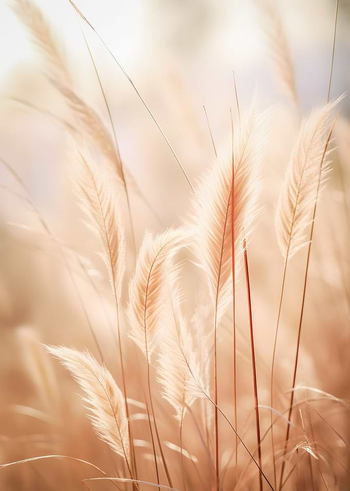 Prairie Dream