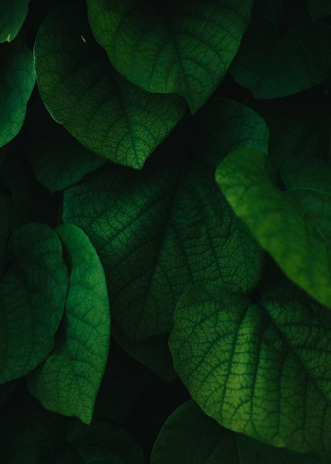 Textured Leaves