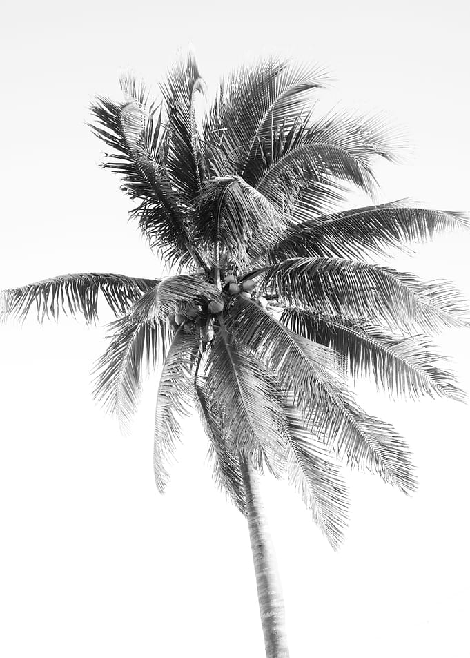 Palm Tree Beach Dream 5
