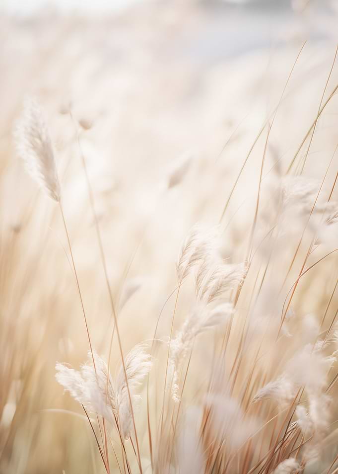 Ethereal Plume