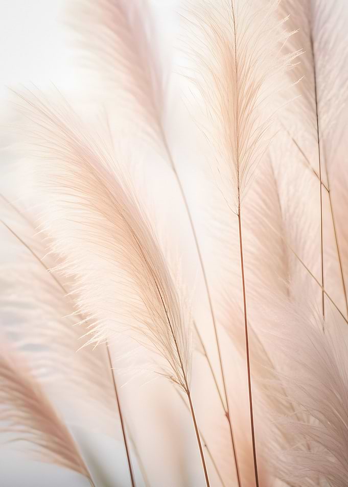 Velvet Windgrass
