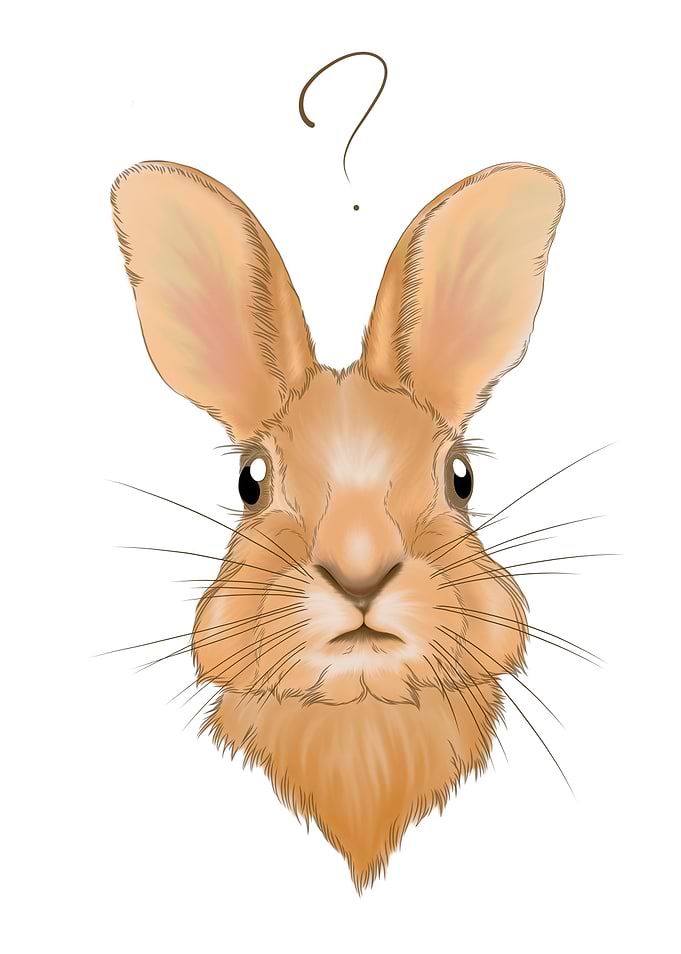 The Rabbit doubt face