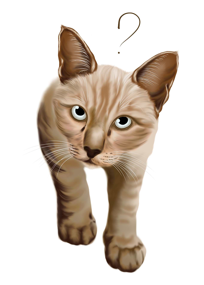 The doubt cat