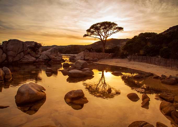 Tree at Lake by Sunset