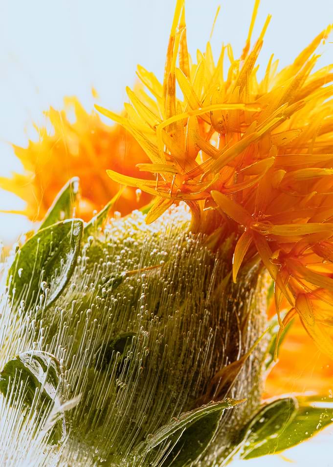 Safflower in ice 3