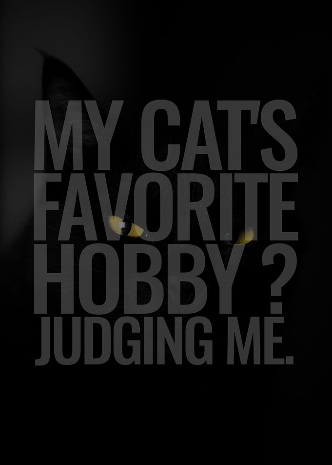 Judgemental Cat