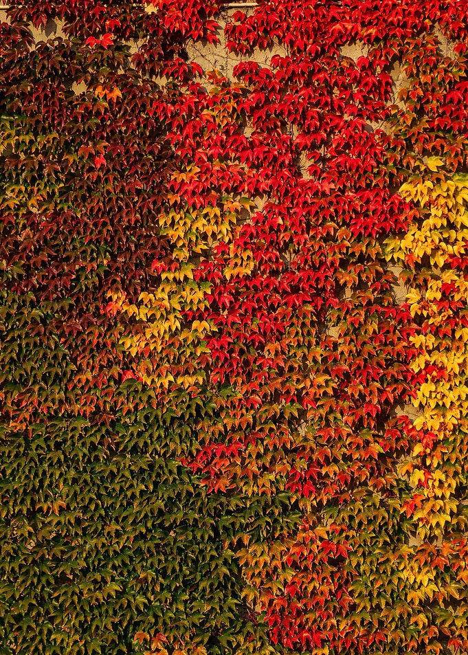 Amburgo Foliage II