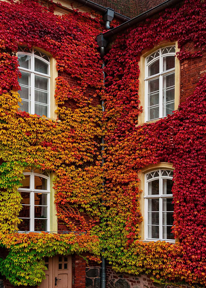 Amburgo Foliage