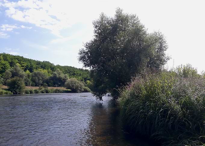 Willow on the river