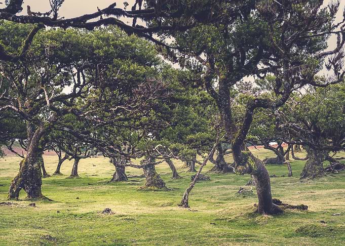 Fanal Forest