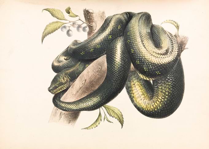 Snake Illustration