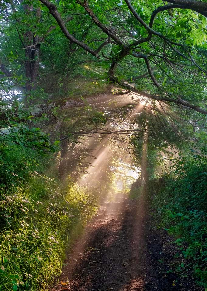 Forest trail
