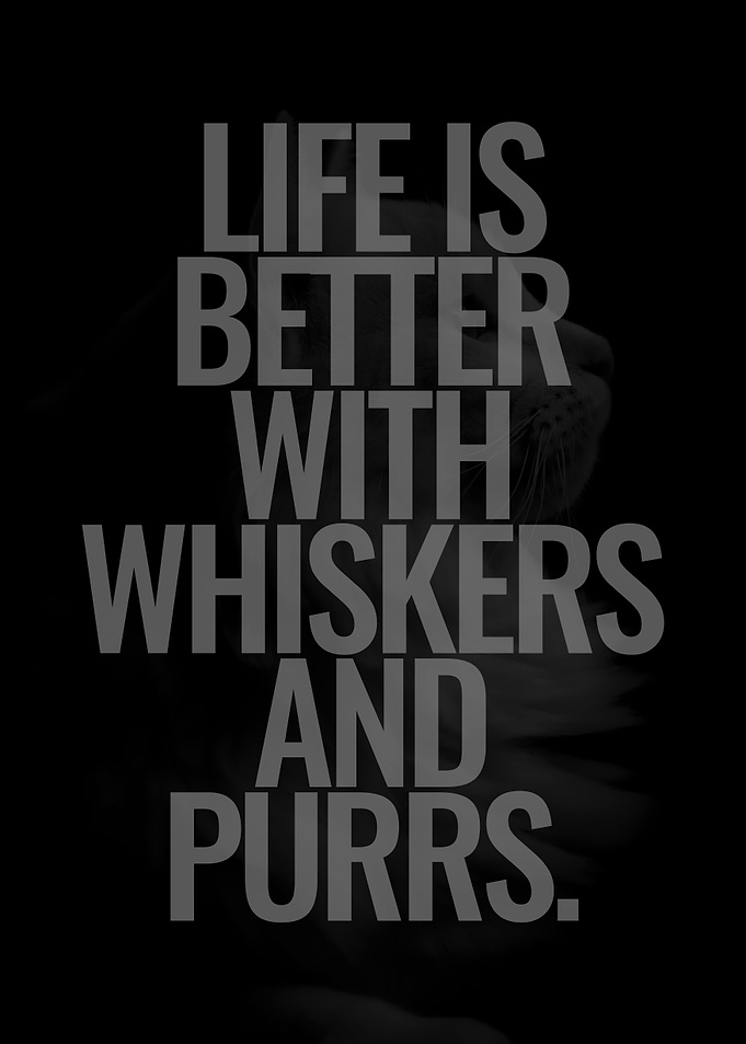 Whiskers and Purrs