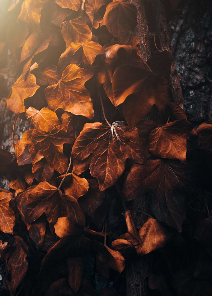 Brown Leaves