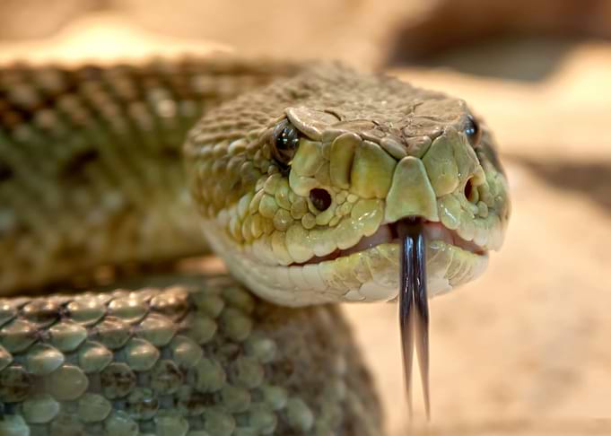 Fork Tongue