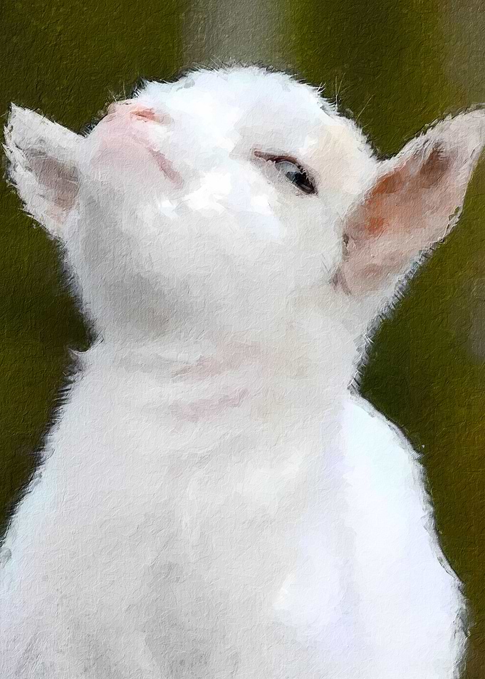 Smug Goat Meme