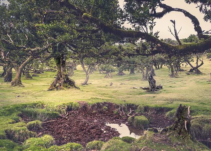 Fanal Forest