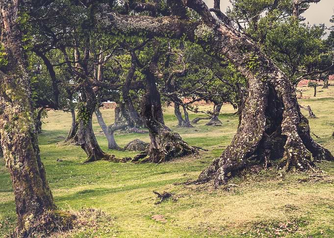 Fanal Forest
