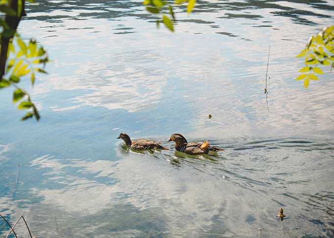 Ducks