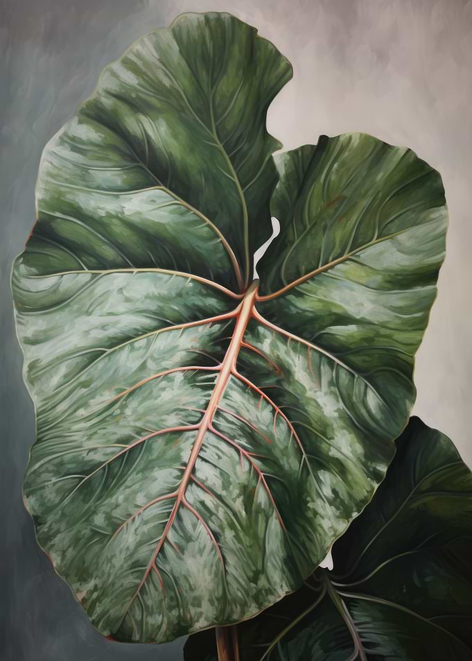 Alocasia plant