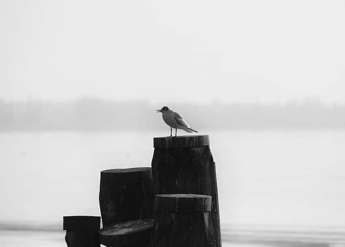 Lake Morning